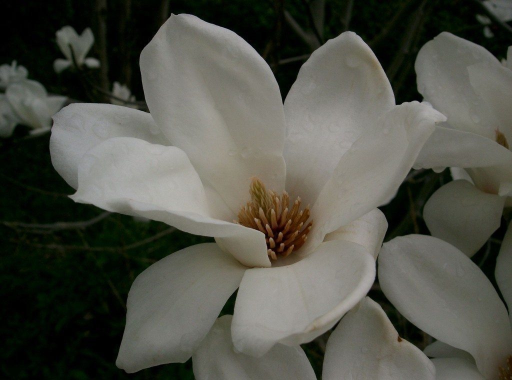 Magnolia_denudata2